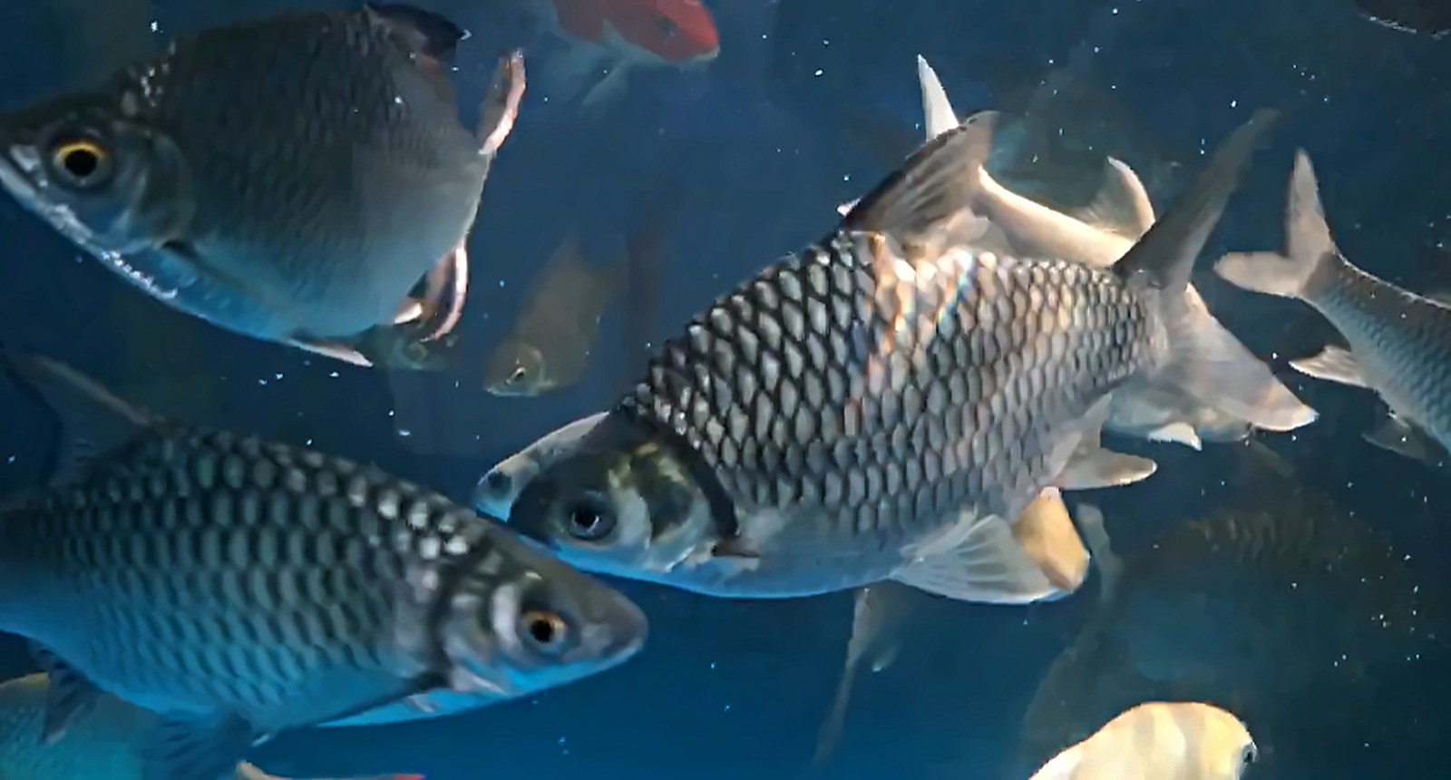 A school of Sultan Fish