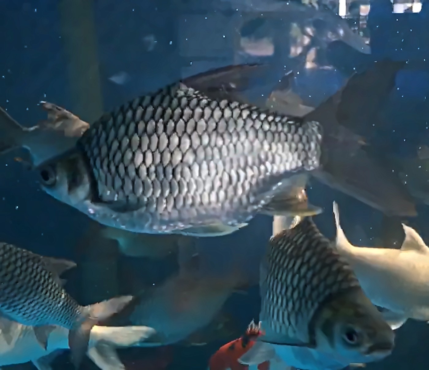 Sultan Fish close-up showing its silver scales