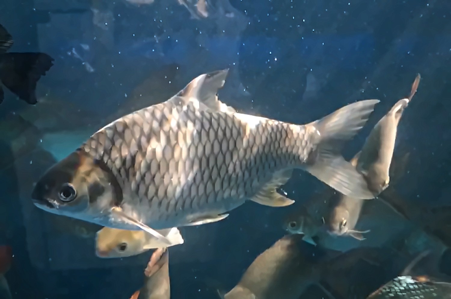 A silver-white Sultan Fish swimming in a clear tank
